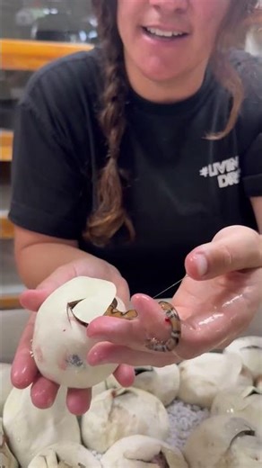 What a perfect little snake puppy 🐍 🥚 this is the result of a healthy fertilization! 🐍