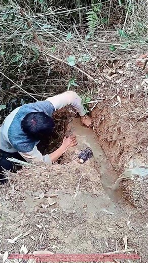 Eco-Friendly Bamboo Rat Control: Water Flooding Sends Them Safely Out