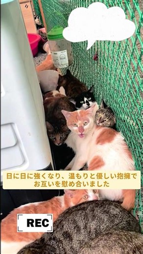 袋に閉じ込められた猫たちが間一髪で救出される #猫 #野良猫救出 #保護猫 #命を救う猫 #心温まる