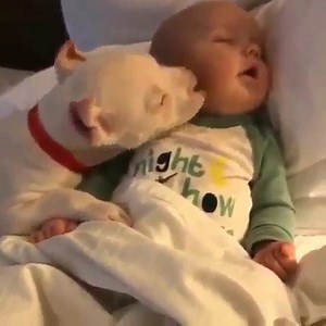 19K views · 1.2K reactions | Baby is enjoying it I.G: mvp_bullies | I Love Pit Bulls | Facebook