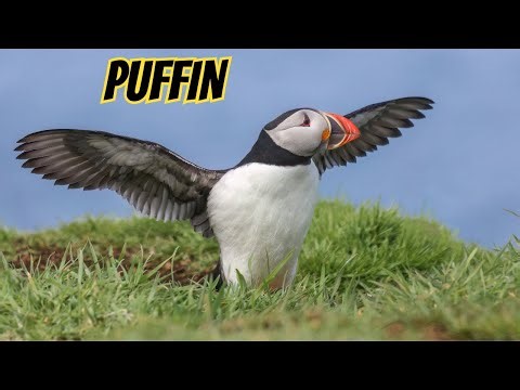 Puffin: The North Atlantic Sea Bird