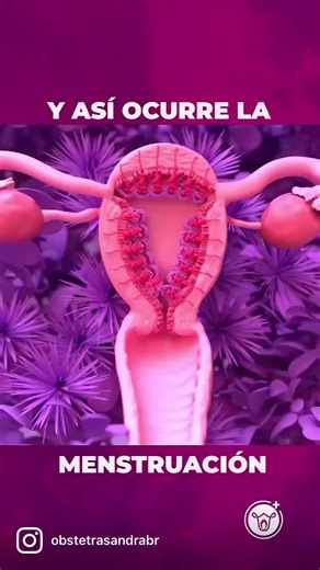 Ciclo menstrual y explicación detallada de la menstruación