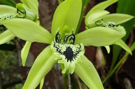 5 Jenis Anggrek yang Dilindungi di Indonesia, Ada yang Pernah Lihat? - Bobo