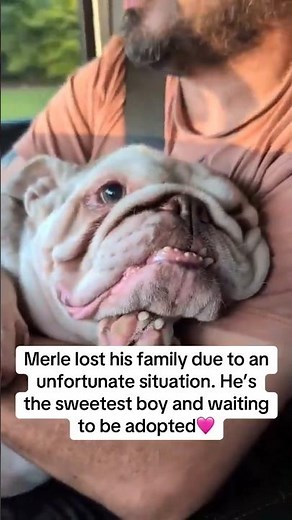 Merle is available for adoption! Visit bullies2therescue.com for our adoption policies and process