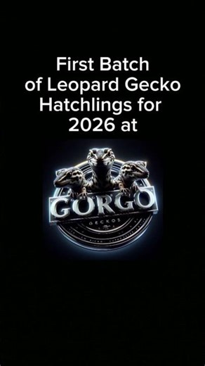 First Batch of Leopard Gecko Hatchlings for 2026 #gecko #reptiles #leopardgecko #petgecko #pets #pet