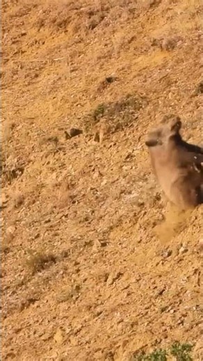 Wild Boar Down! Epic Pig Hunting in the Wild