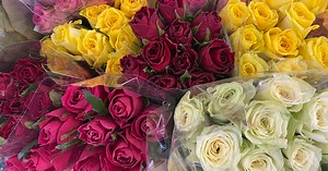 We compared supermarket roses in six supermarkets - and these were the cheapest