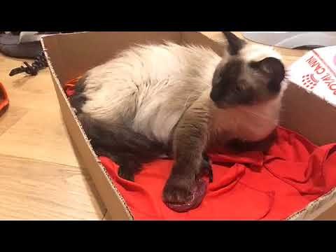 Naissance de chatons (1 sur 3)