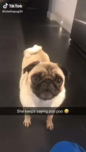 Pug from TikTok says Poo Poo (epic)