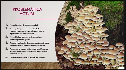 🔬 ¡Buen día a todos nuestros colegas! La Sociedad Científica Internacional de Biotecnólogos A.C. les invita a nuestro Seminario Virtual: “Recursos genéticos microbianos: Aplicaciones y perspectivas en la seguridad alimentaria”, impartido por el Dr. Ramón Ignacio Arteaga Garibay del INIFAP, Tepatitlán, Jalisco, México. | Sociedad Científica Internacional de Biotecnólogos