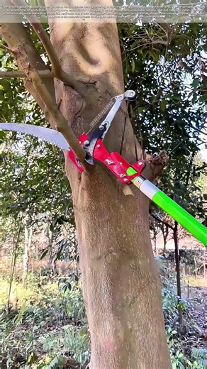 Reaching New Heights: The Precision Cut That Shapes a Canopy