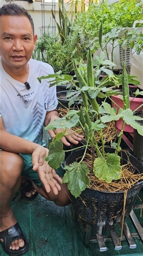 Dwarf okra varieties can be harvested in just over a month. #DwarfOkra #Okra