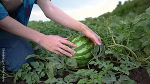 farmer in watermelon field. agricultural business concept. a young farmer walks through a field and looks at ripe lifestyle watermelon fruits. young farmer working in a field of large watermelons