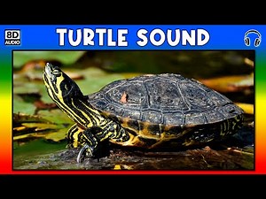 🐢 TURTLE SOUND - TURTLE SOUND EFFECT - SOUND OF TURTLE - NOISE OF TURTLE