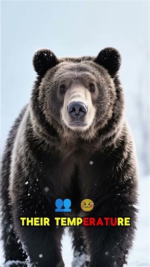 Stop Believing The Myth: Why Bears Don't Actually Hibernate! (Science Debunked). #Shorts