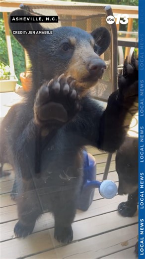 664K views · 17K reactions | #WildlifeWednesday Three little bears have a ball on one homeowner's deck in Asheville, North Carolina. Share your wildlife photos and videos with us through Chime In: https://wlos.com/chimein | WLOS ABC 13 | Facebook