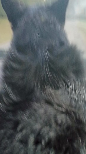 He knows he's close to where a dog chases our car | Jonathan Brown