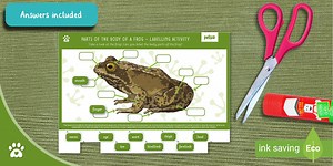 Parts of the Body of a Frog - Labelling Activity