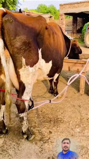 Cow farming for milk in Pakistan New machine for milking animals #ytshorts #cow #viral #farm #foryou