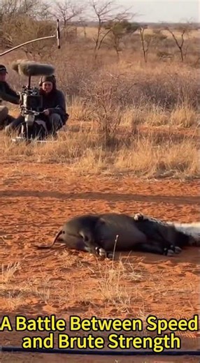 Epic Showdown!Full Footage of a Cheetah vs Wild Boar Face Off🐆🐗#CheetahVsBoar #wildlifefight
