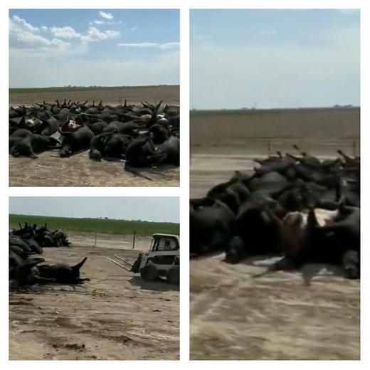 SHOCKING: Graphic Video Shows Thousands of Cows Lying Dead In Kansas Due to Days of Intense Heat Wave (WATCH)