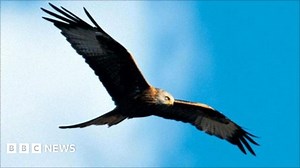 RSPB disputes Chilterns red kite warnings