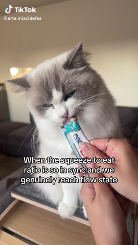 Mastering the Flow State: A Funny Cat Moment
