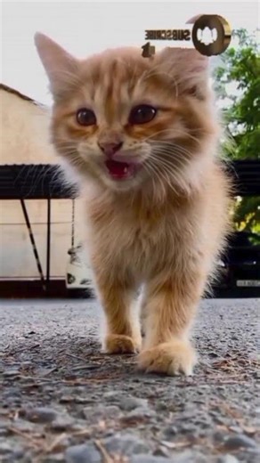 Cats Watching Everything! 🐱 Hilarious & Adorable Reactions