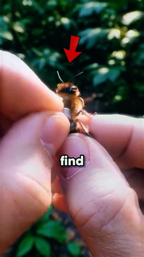 He Put a Camera on a Bee… What It Found Shocked Everyone!