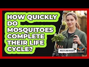 How Quickly Do Mosquitoes Complete Their Life Cycle?
