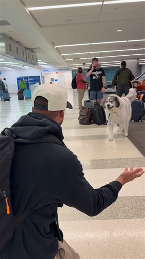 Ritchie ThePyr on Instagram: "It’s a Great Pyrenees thing… processing takes 3–5 business days 🤣 #ritchiethepyr"