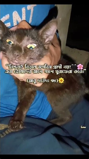 My Cute Cat Sitting Quietly On My Lap 🐱❤️ | Peaceful Cat Moment | Cat Shorts#