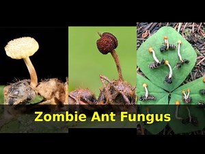 Zombie Ant Fungus | Unreal extraordinary animals| Ants being mind controlled to death