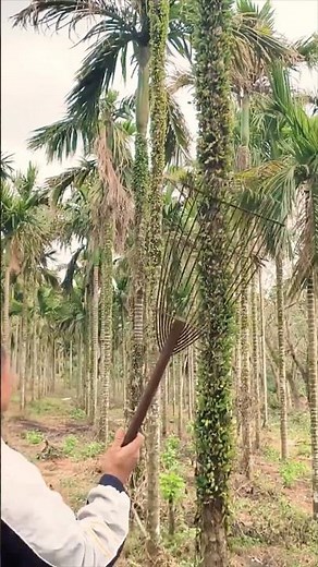 Mistletoe Removing Technique to Protect Betel Palm Trees #farmingtech