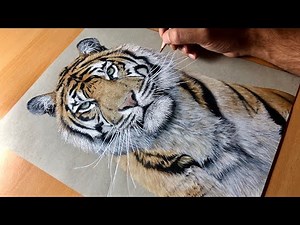 Drawing a Sumatran Tiger (Kirana) - Timelapse | Artology
