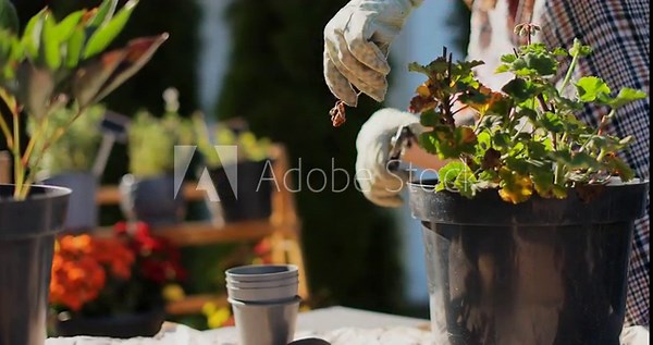 Young woman gardener does spring pruning of plants in the backyard of a house. Gardening floriculture horticulture farming concept.