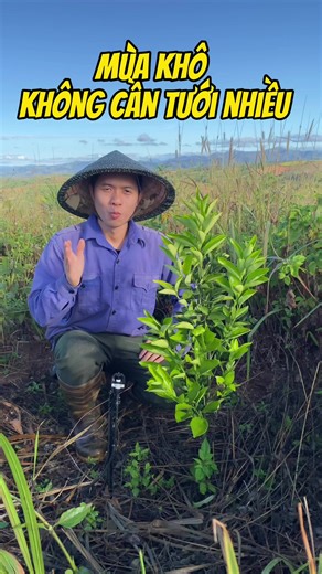 Khi Green Beli Farm vượt qua mùa khô này, vừa tiết kiệm được lượng nước tưới mà còn tốt cho đất cho cây nữa #greenbelifarm#anhnongmenoi #greenbeli | Green Beli Farm