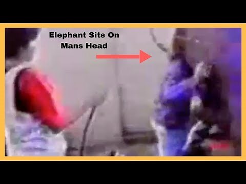 Elephant Sits On Mans Head | Man Head Stuck In Elephant Ass