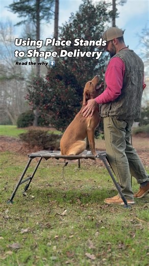 Marlen Gundogs on Instagram: "An elevated place stand can dramatically improve your dog’s delivery on retrieves. Common young-dog issues ⬇️ • Dropping the dummy at your feet • Dancing around with no control • Playing keep-away or showboating Most pups aren’t being stubborn—they just don’t know what you want yet. That’s on us to clarify and shape. Why an elevated place stand works 👇 ✔ Encourages holding the dummy instead of dumping it ✔ Gives excited dogs a clear target to land on ✔ Promotes cal