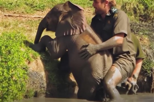 5K views · 30 reactions | Brave man saves baby elephant from drowning then gets an emotional ‘thank you’ from the herd...See More | Barbara Moore | Facebook