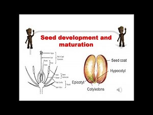 Seed development and maturation - A complete guide