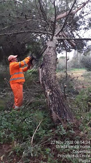 Tree Cutting Techniques: A Chainsaw in Action