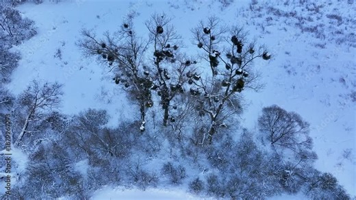 Aerial winter forest Mistletoe parasite tree Poland 2. Northern Poland. Winter season, snow and frost along roads, trails and trees. Path recreation agriculture landscape. Rural farms.