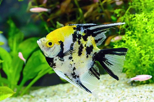 How To Oxygenate A Fish Tank Without A Pump: Top 6 Hacks