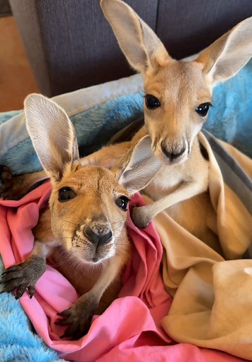 Baby Kangaroos in Cozy Bed: Adorable Joey Moments