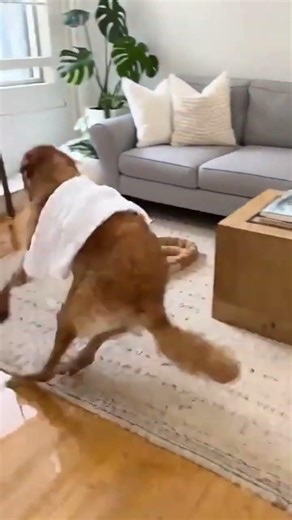 Why dogs go CRAZY after a bath! 🛁🐕