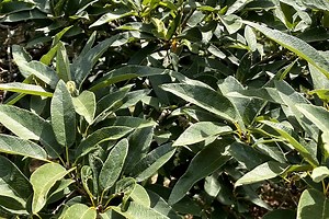 Monterrey Oak Trees | Landscape for Deer & Wildlife with Wildtree