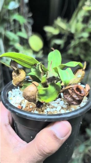 Nepenthes mirabilis 🌿 Fast-Growing Carnivorous Plant inside my exotic plants Greenhouse