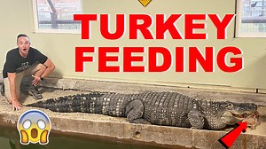 38K views · 1.3K reactions | Will Soni and Chompers  eat a turkey this year for Thanksgiving? Last year Soni the alligator REFUSED to eat a turkey. Watch to see if he will be able to eat his 22lb. turkey this year! #alligator #Thanksgiving #animals | Corbin Maxey | Facebook