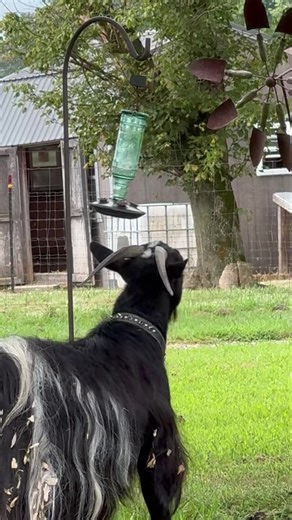 98K views · 1.7K reactions | That’s the biggest hummingbird I’ve ever seen! | Goats Gone Grazing Acres, LLC | Facebook